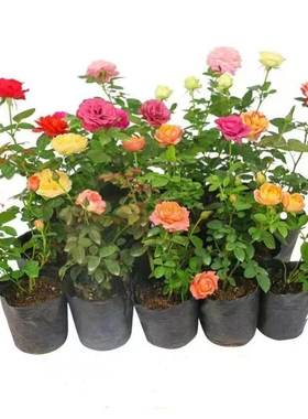 European rose seedlings, flowering roses, small seedlings,