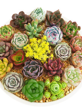 Succulent plant seedling combination potted green plant ind