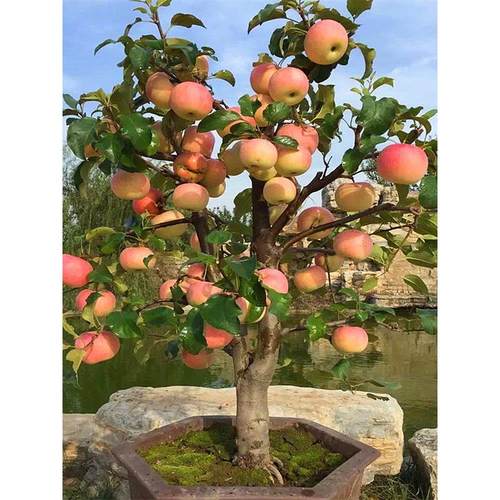 苹果树四季花盆子地栽苗矮化苗各种水果南方北方阳台