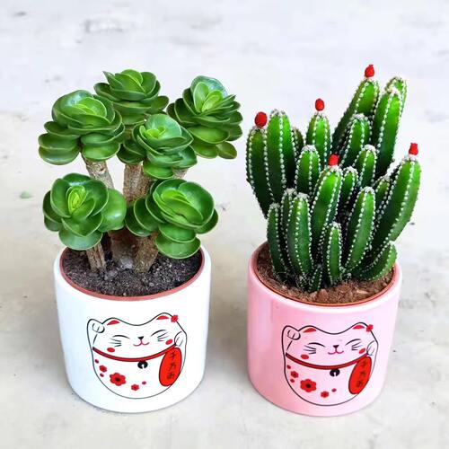 Money Tree Old Pile Succulent Plant Jucai Mountain Cactus I