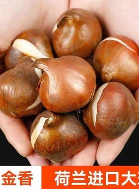 Imported tulip bulbs, single petal variety, packaged in a 5