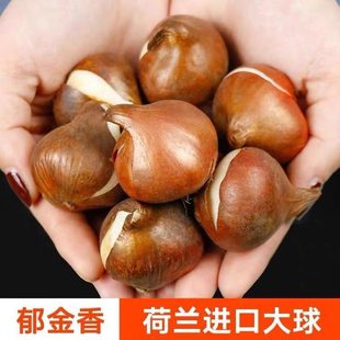 single petal tulip bulbs packaged Imported variety