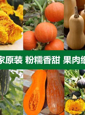 Planting various pumpkin seeds throughout the four seasons