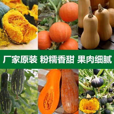 Planting various pumpkin seeds throughout the four seasons