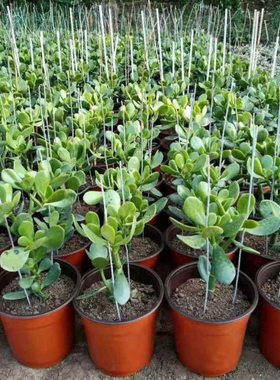 Yushu with potted plants, large succulent old stake bonsai,