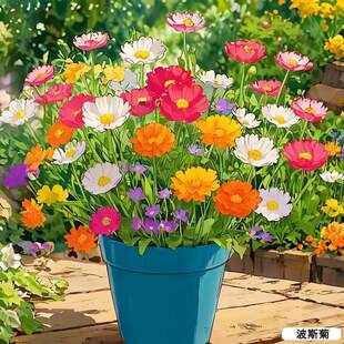 波斯菊造景园艺子农场四季外国绿色植籽种真花盆子栽非真