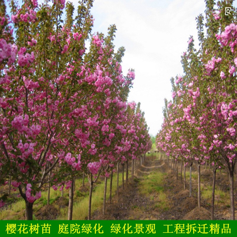 樱花苗樱花树苗日本樱花小苗嫁接早樱晚樱盆栽庭院绿化苗当年开花