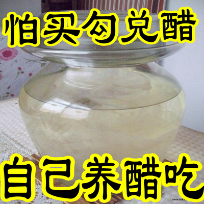 认准文登发货醋菌醋蛾子醋鹅子