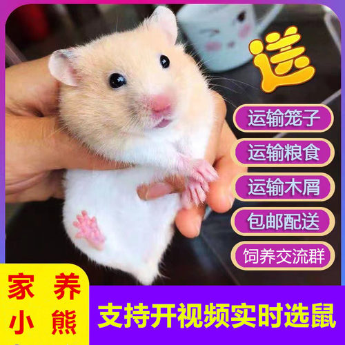 小仓鼠银狐布丁金丝熊虎纹眼圈