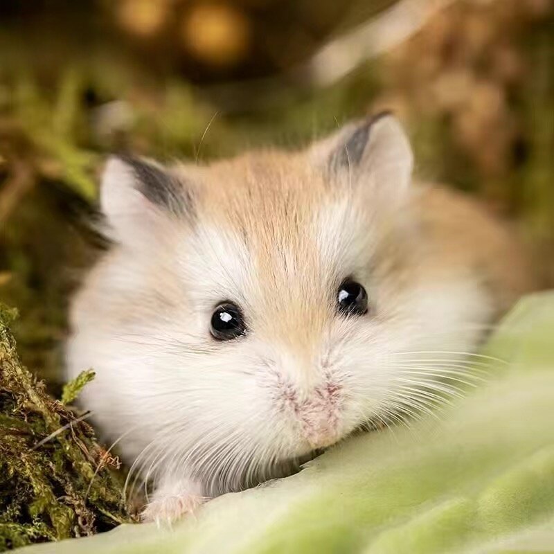 养小仓鼠一站购齐宠物用品可爱奶牛色仓鼠幼崽活体宠物小动物亲人