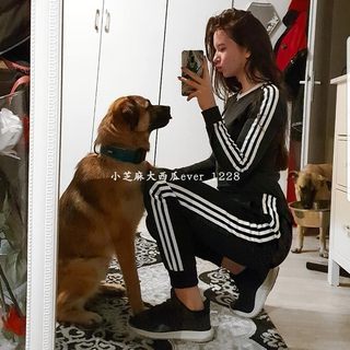 adidas三叶草专柜正品 经典三条杠 女运动休闲收脚长裤 DY0882