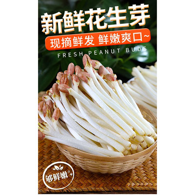 新鲜花生芽嫩芽山泉水培育可生吃无添加现采花生芽苗菜火锅蔬菜