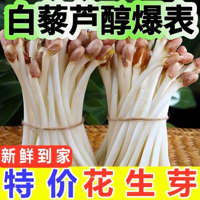 新鲜花生芽花生芽苗菜农家自种现摘现发新鲜蔬菜常年有货饭店食材