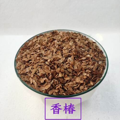 香椿籽芽苗菜种子水培种菜香椿