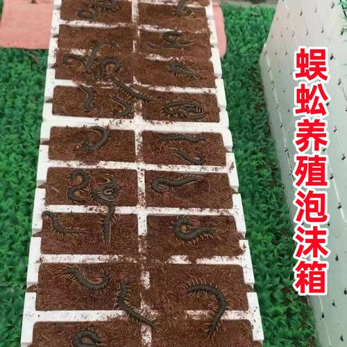 蜈蚣养殖泡沫箱盒子专用设备工具