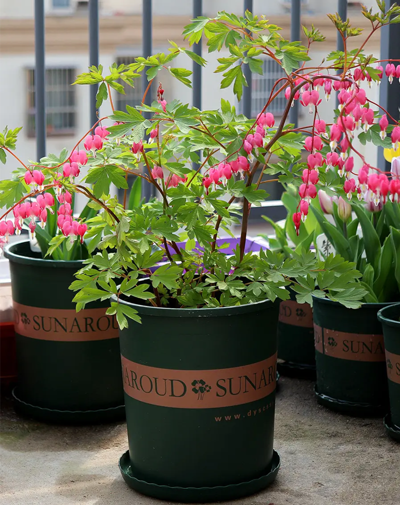 菏泽精品牡丹观赏牡丹荷包牡丹花苗带五个芽发货庭院盆栽牡丹苗