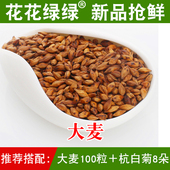 成本促销 大麦 精选新货 满55元 200g 农产品 包邮 烘焙型 原装