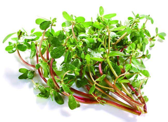 远东春生鲜 新鲜蔬菜 野菜 马齿苋  京津冀满68包邮