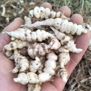 远东春生鲜 新鲜蔬菜 地环 地螺丝菜  地葫芦 宝塔菜 地牯牛 甘露