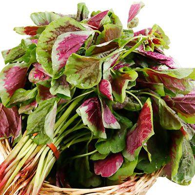 远东春生鲜 新鲜蔬菜 红苋菜 一捆 京津冀满68包邮