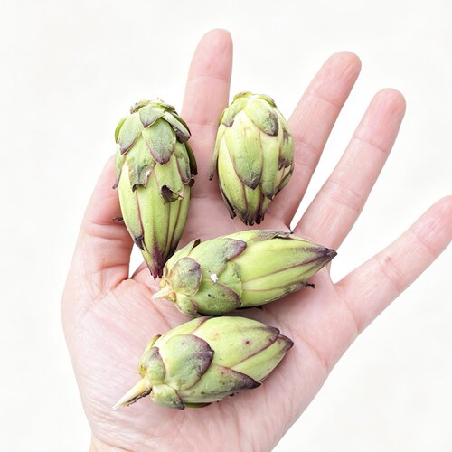 远东春生鲜霸王花蔬菜顺丰包邮