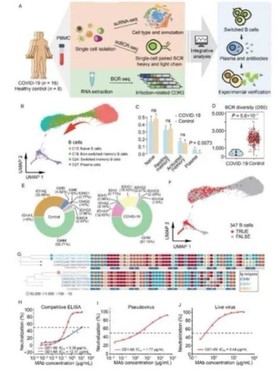 R语言单细胞测序数据挖掘GEO转录组TCGAseer复现生信数据分析实战