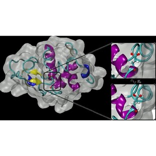 分子动力学模拟 结合能计算 结合稳定性分析 氢键分析