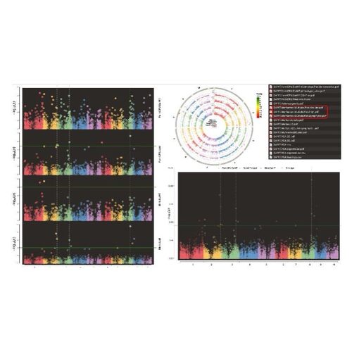 GWAS 孟德尔随机化 meta 共定位 SMR教学和代做