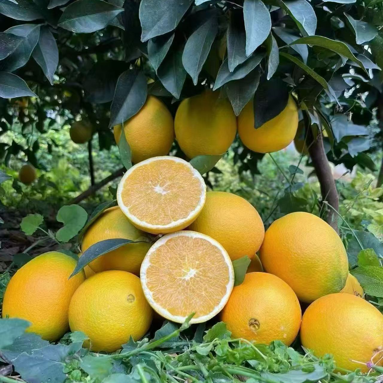 江西特产赣南脐橙新鲜橙子当季现摘信丰果园直发安西甜橙皮薄汁多