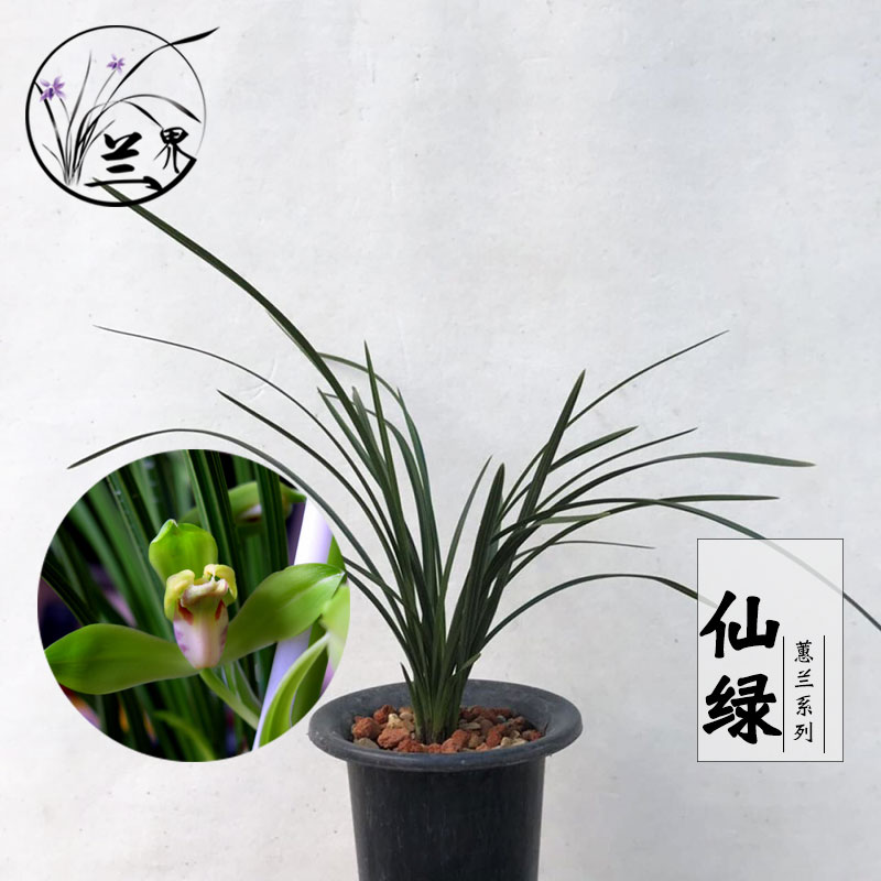 兰界 兰花 仙绿 蕙兰兰花苗室内盆栽绿植花卉好养易活阳台办公室