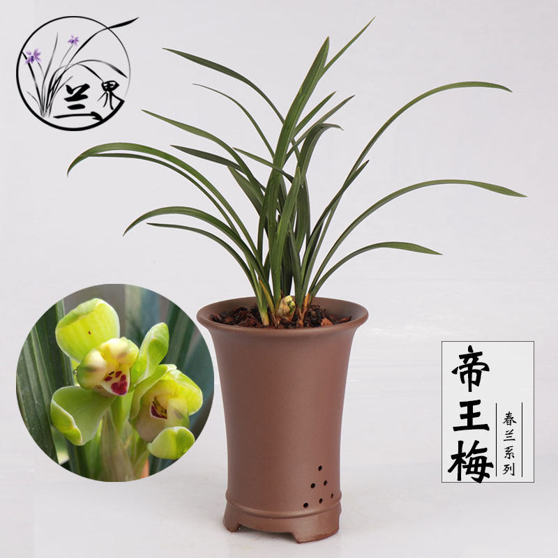兰花 帝王梅 春兰梅瓣精品 兰花苗室内盆栽绿植花卉好养易活阳台