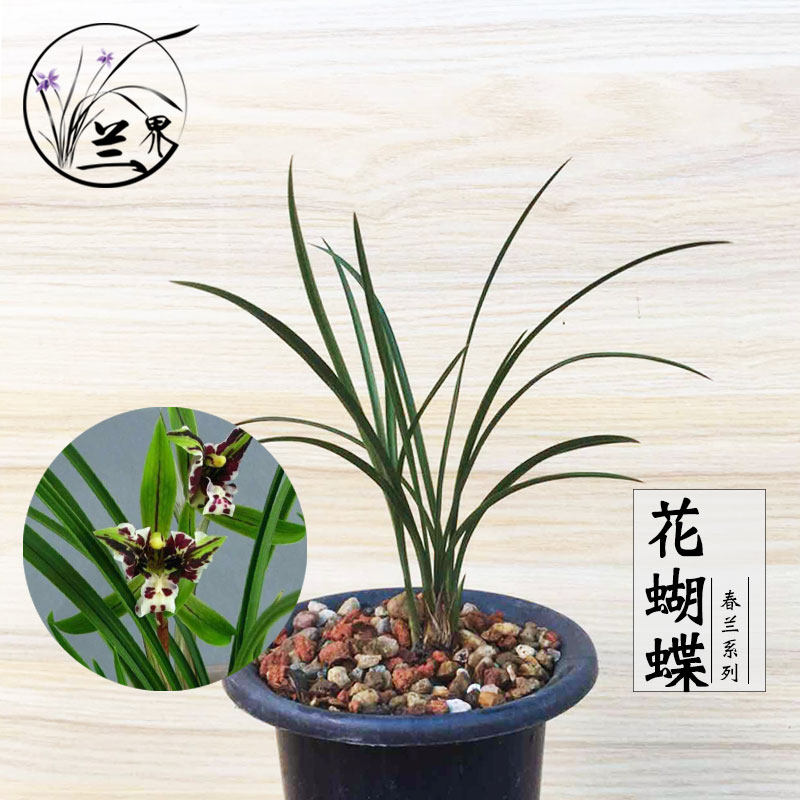 兰花 花蝴蝶 春兰好养绿植花卉室内盆栽易活略贵