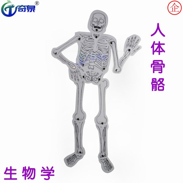 diy骨骼模型拼装教学科技小制作