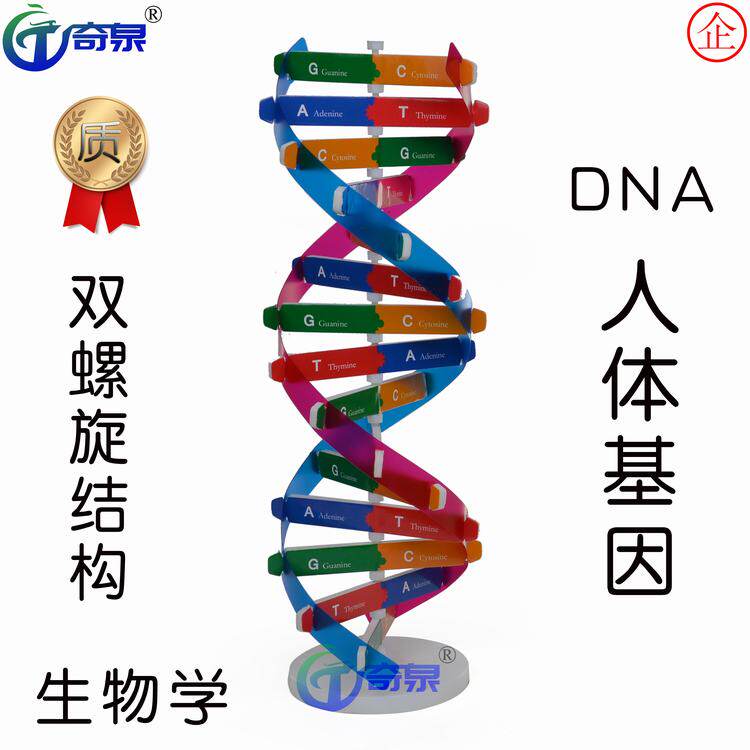 人体基因dna模型双螺旋科技小制作diy 生物科学实验器材科普教具