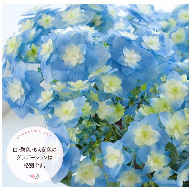 枫雪园艺 筑紫之风 进口大花绣球花苗小苗庭院露台院子盆栽花卉