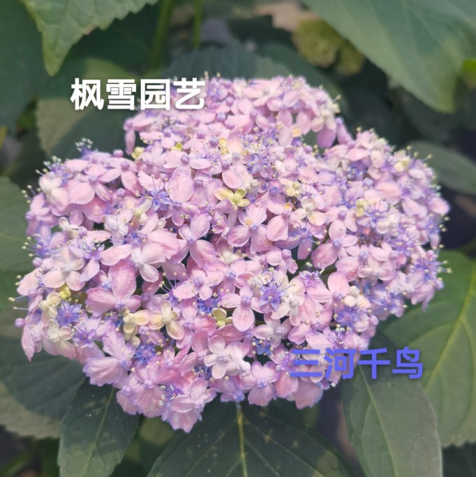 枫雪园艺  三河千鸟 进口大花绣球花苗小苗扦插苗庭院子盆栽花卉