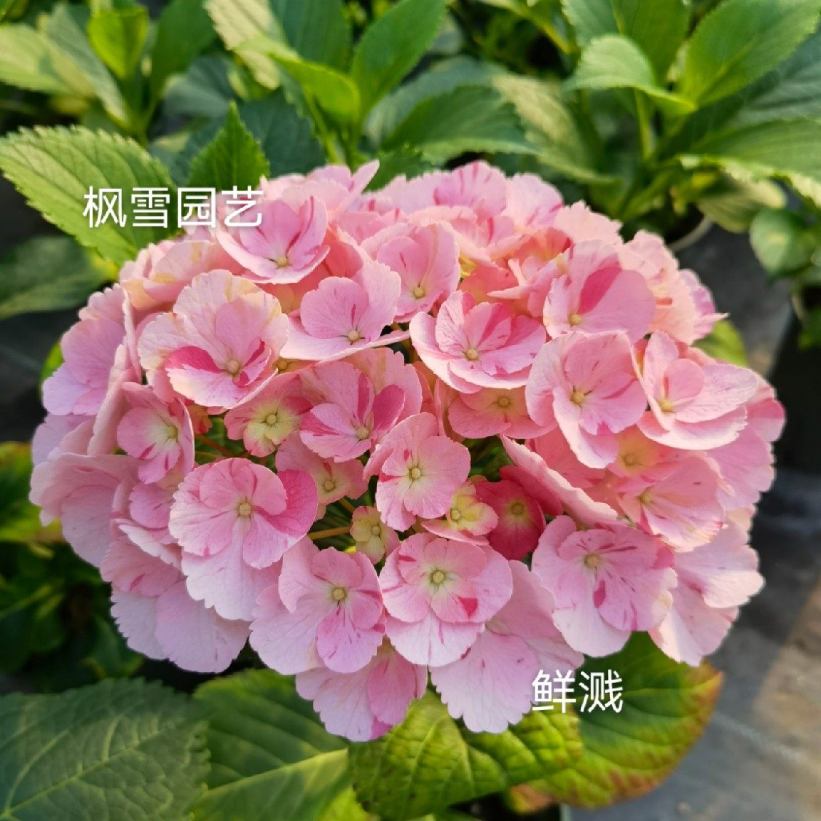 枫雪园艺 进口新品大花绣球花苗 鲜溅 盆栽花园植物花卉扦插小苗