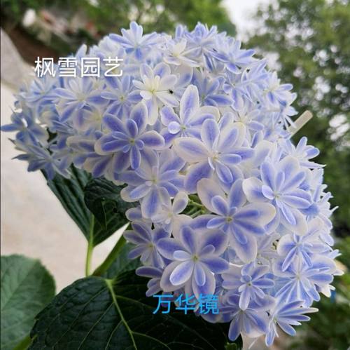 园艺进口绣球花扦插苗万华镜
