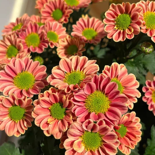 枫雪园艺 进口切花菊小雏菊吉姆绿天赞花植物花卉花苗育苗钵小苗