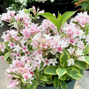 枫雪园艺 花叶锦带耐寒花苗盆栽别墅花园庭院多年生灌木花卉