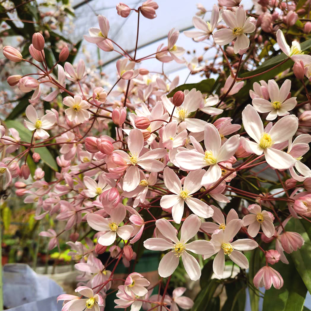 铁线莲苹果花花苗小苗