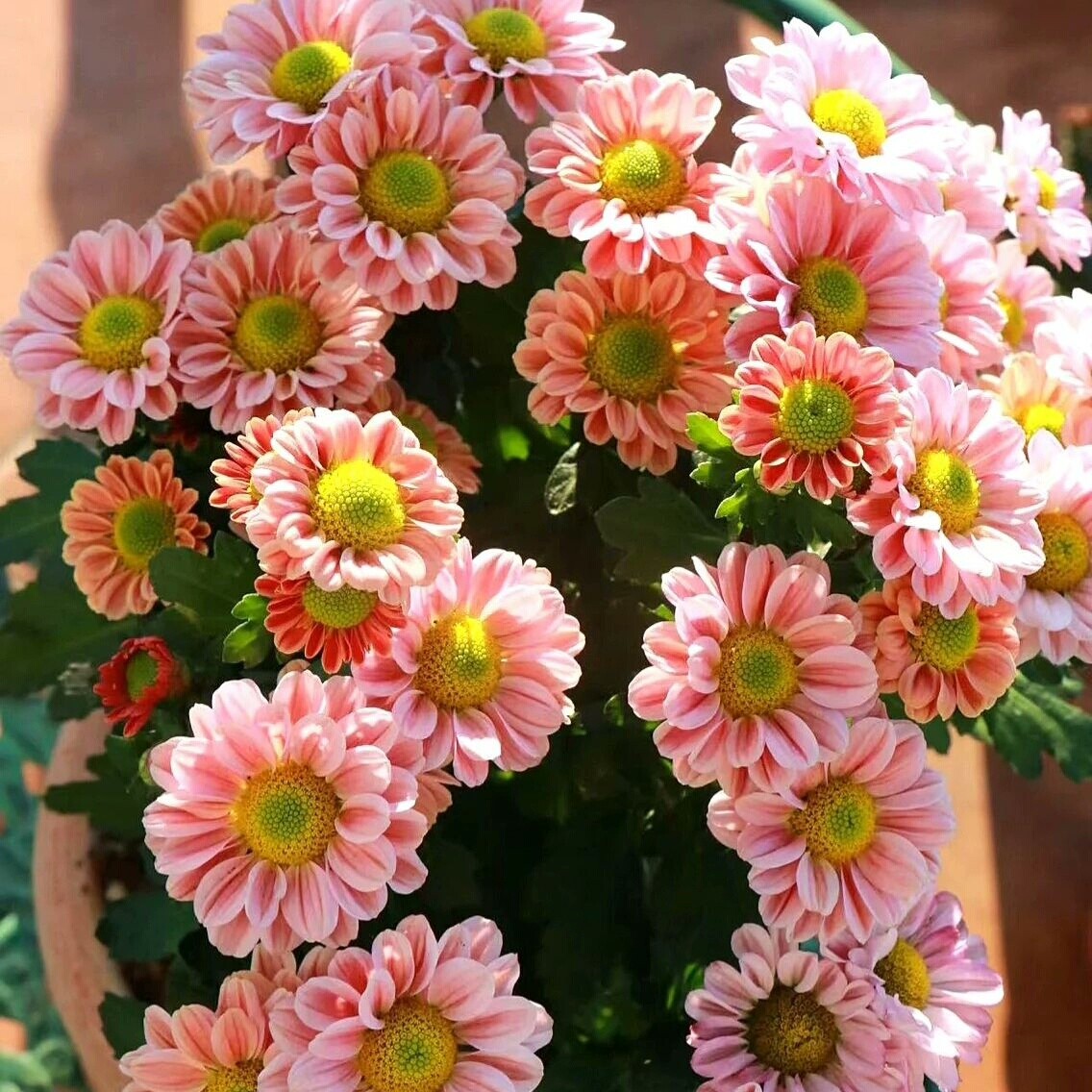 小菊1.切花菊花小雏菊吉姆橙绿菊花类