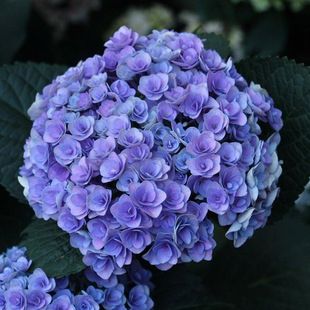 枫雪园艺 妖精之吻 进口大花绣球花苗扦插小苗一加仑两加仑大苗