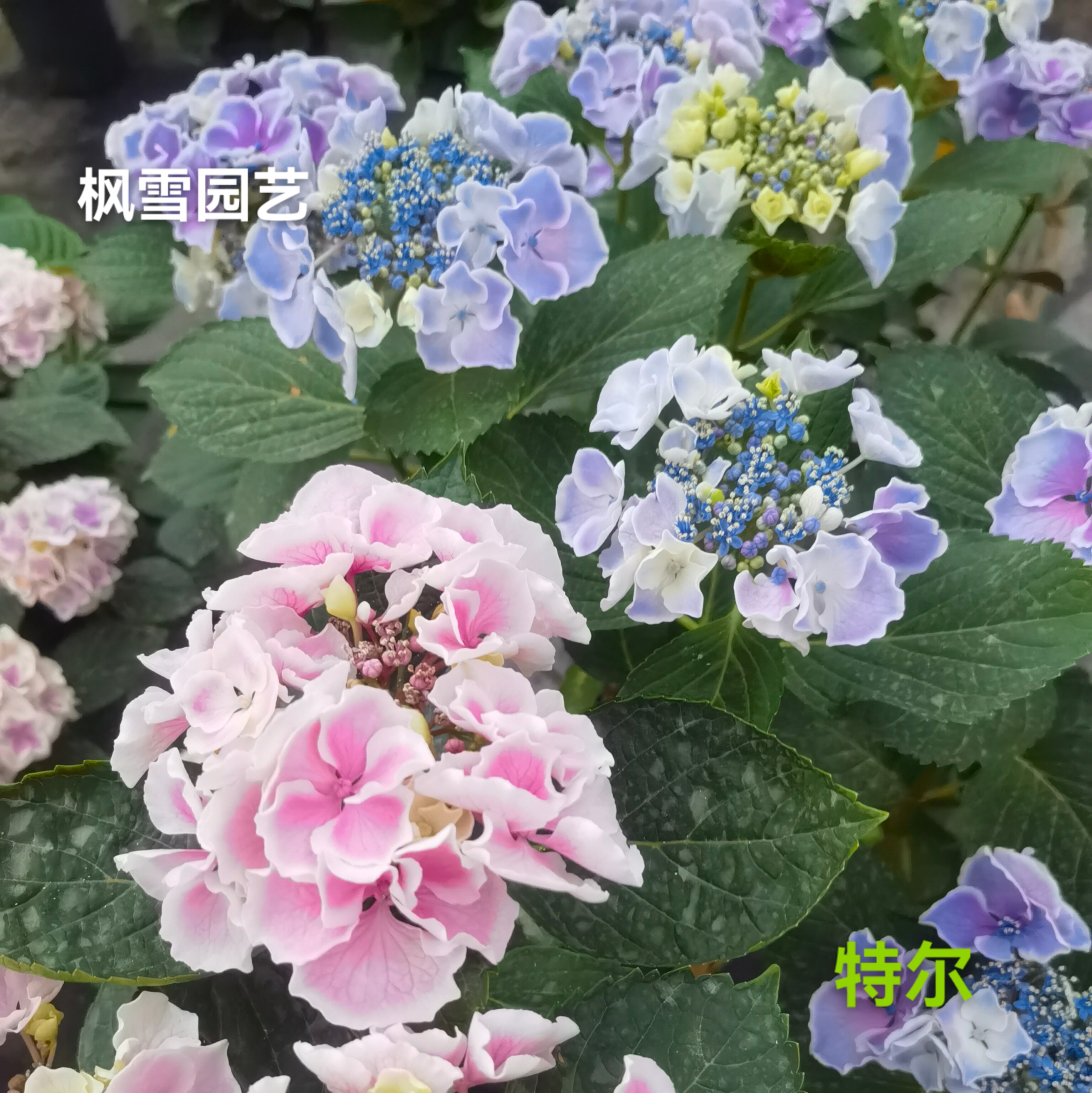 特尔/丽卡夫人 进口大花绣球植物花苗花卉扦插苗露台院子盆栽