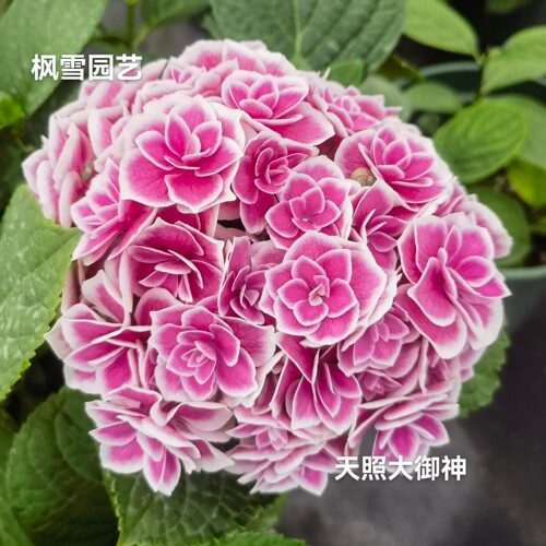3.进口大花绣球牵牛星露卷卷天照花鸟风月组合套餐花苗植物盆栽