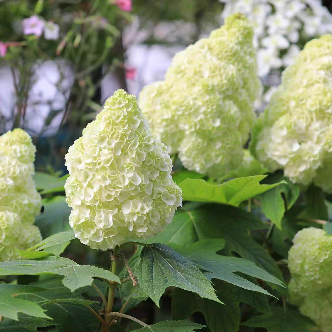 雪花和声日版栎叶绣球日本进口庭院露天耐寒花卉植物盆栽花苗