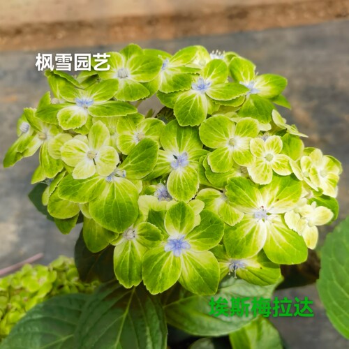 埃斯梅拉达/花绿 超新品白心进口绣球院子露天盆栽植物花卉花苗