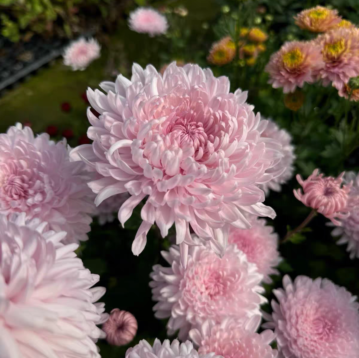 枫雪园艺 摇篮曲 切花菊花盆栽植物庭院花卉多年生小苗图片