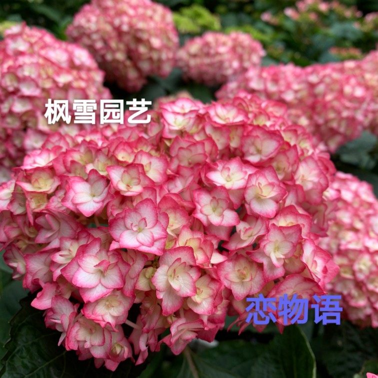 枫雪园艺 恋物语 日本进口大花绣球花苗扦插苗新品庭院子露台花卉