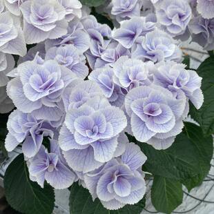蒙特日本进口大花绣球阳台院子盆栽植物花卉花苗 超新品